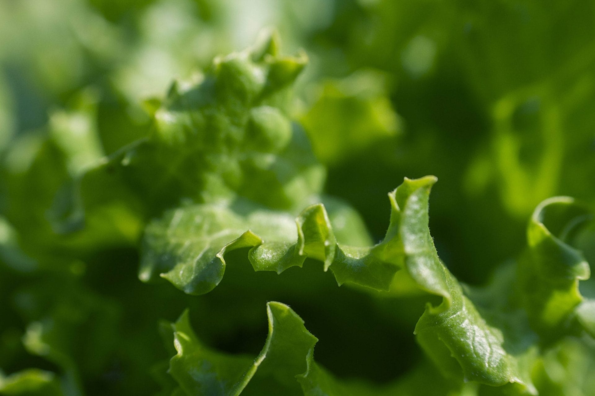 A photo by petra cigale. unsplash.com/photos/CLtxWYH4sYs